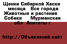 Щенки Сибиркой Хаски 2 месяца - Все города Животные и растения » Собаки   . Мурманская обл.,Апатиты г.